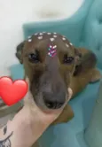 Cachorro raça SRD-ViraLata idade 2 anos nome Ritinha 