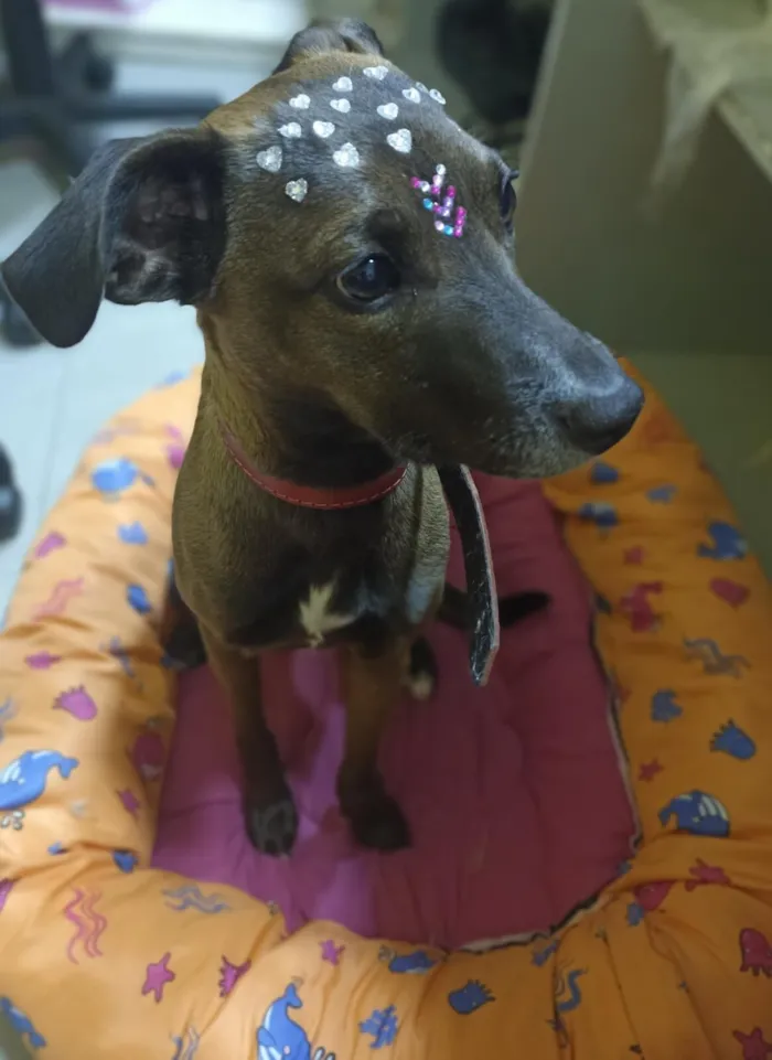 Cachorro raça SRD-ViraLata idade 2 anos nome Ritinha 
