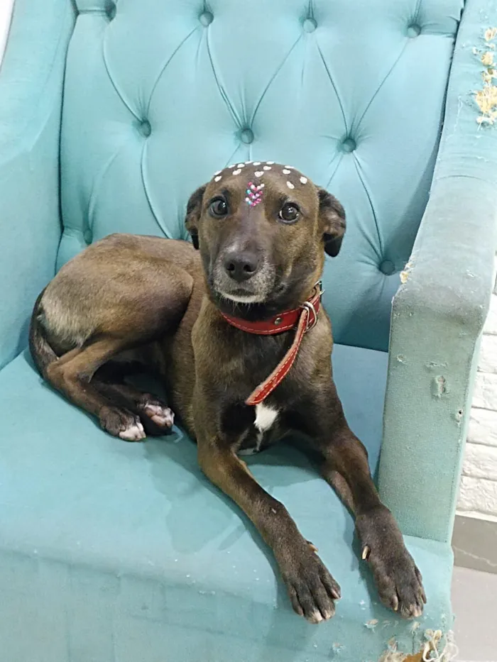 Cachorro raça SRD-ViraLata idade 2 anos nome Ritinha 