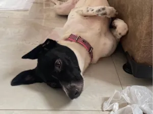 Cachorro raça SRD-ViraLata idade 3 anos nome Estela
