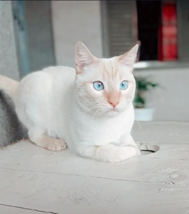 Gato raça SRD-ViraLata idade 3 anos nome Nick