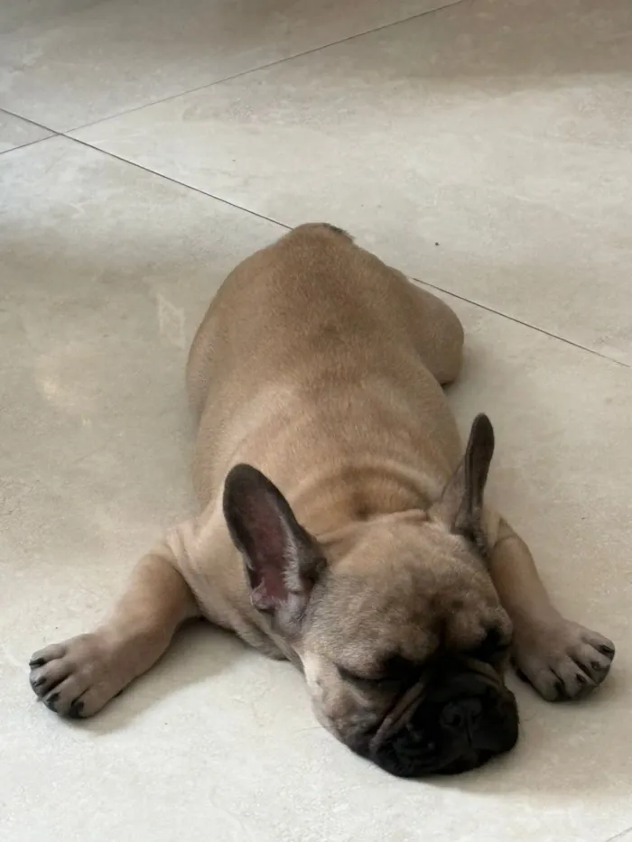Cachorro raça Bulldog idade 2 a 6 meses nome Não possui nome ainda 