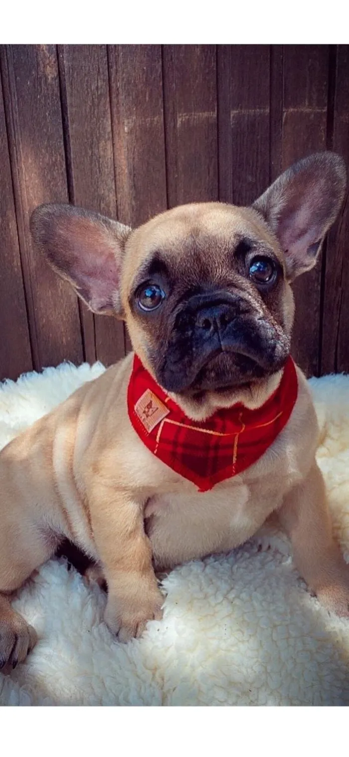 Cachorro raça Bulldog idade 2 a 6 meses nome Não possui nome ainda 