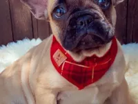 Cachorro raça Bulldog idade 2 a 6 meses nome Não possui nome ainda 