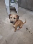 Cachorro raça SRD-ViraLata idade 7 a 11 meses nome Nina