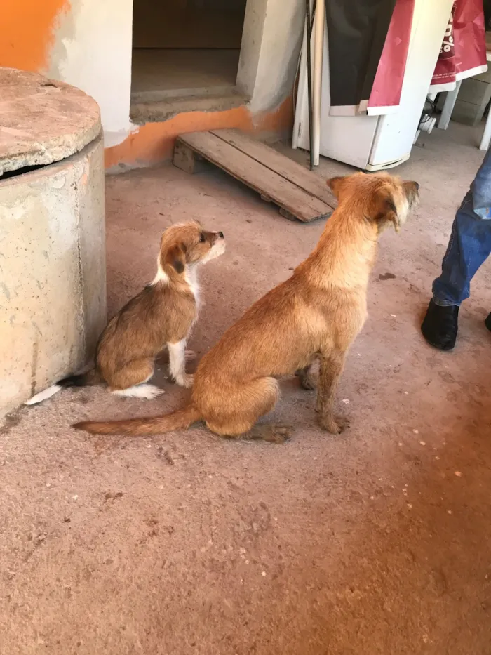 Cachorro raça SRD-ViraLata idade 7 a 11 meses nome Nina