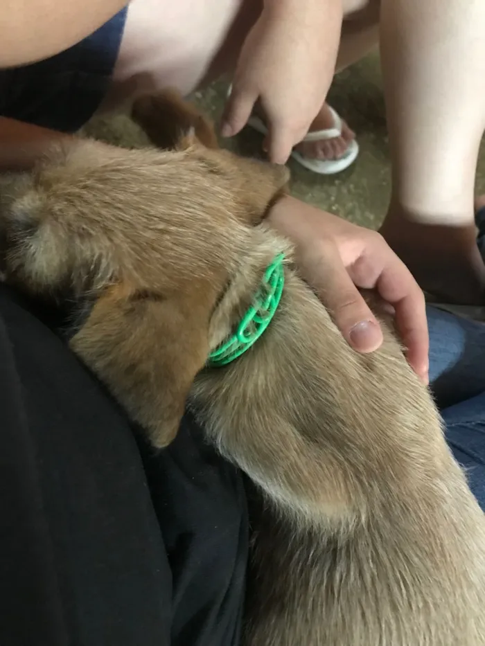 Cachorro raça SRD-ViraLata idade 7 a 11 meses nome Nina