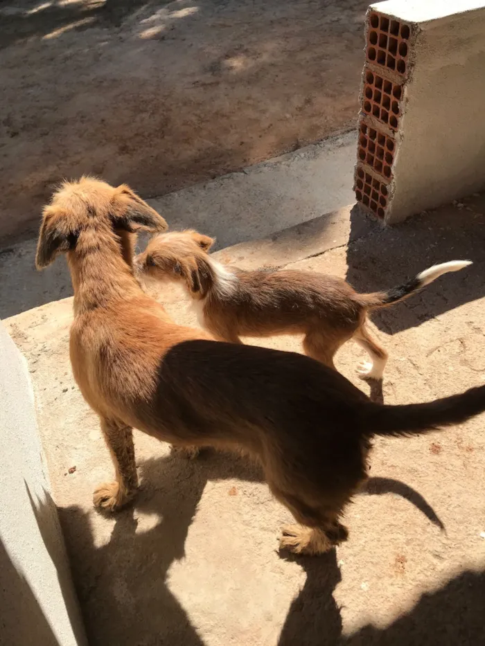 Cachorro raça SRD-ViraLata idade 7 a 11 meses nome Nina