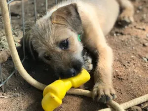 Cachorro raça SRD-ViraLata idade 7 a 11 meses nome Nina