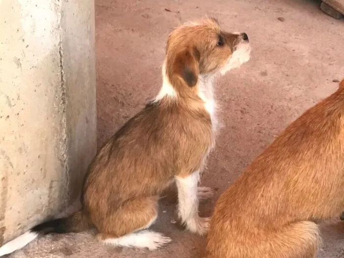 Cachorro raça SRD-ViraLata idade 7 a 11 meses nome Rodolfo