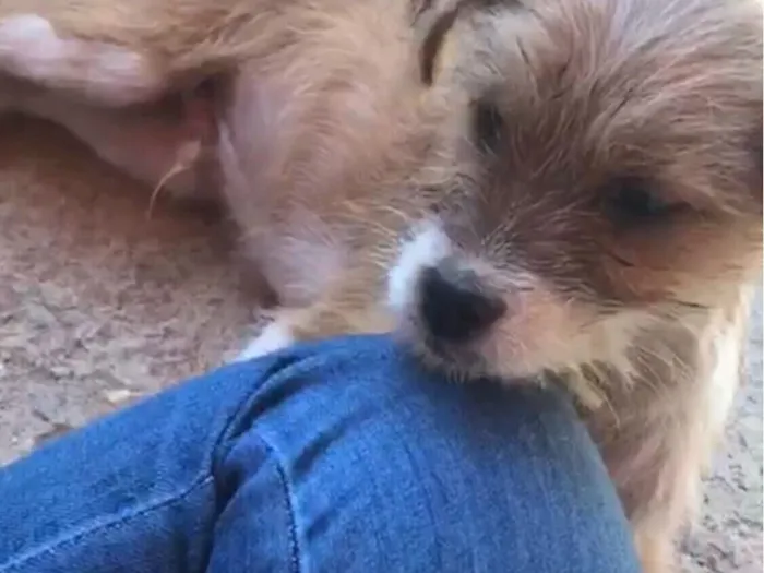 Cachorro raça SRD-ViraLata idade 7 a 11 meses nome Rodolfo