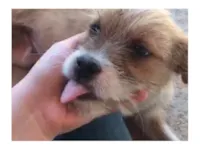 Cachorro raça SRD-ViraLata idade 7 a 11 meses nome Rodolfo