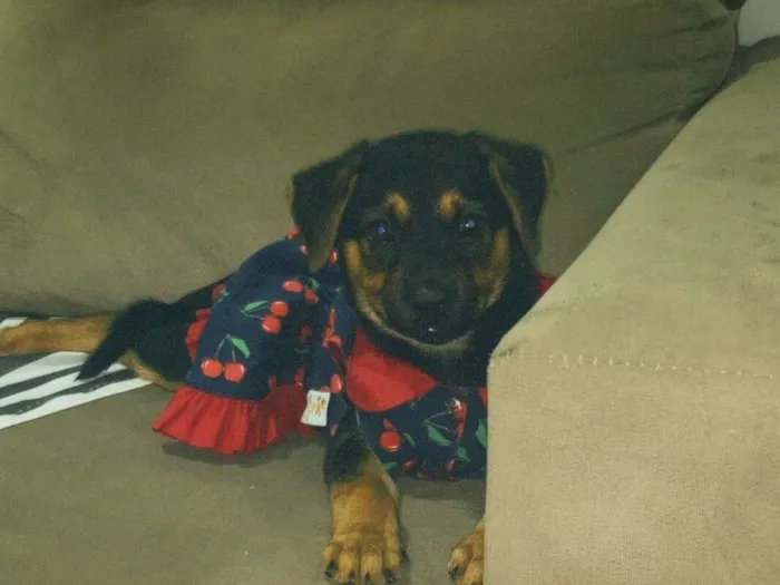 Cachorro raça SRD-ViraLata idade 2 a 6 meses nome ZAFIRA