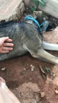 Cachorro raça SRD-ViraLata idade 7 a 11 meses nome Pretinha