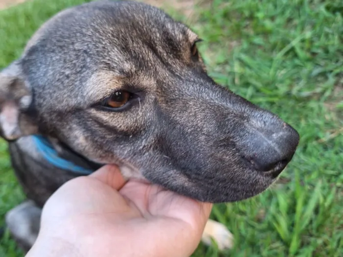 Cachorro raça SRD-ViraLata idade 7 a 11 meses nome Pretinha