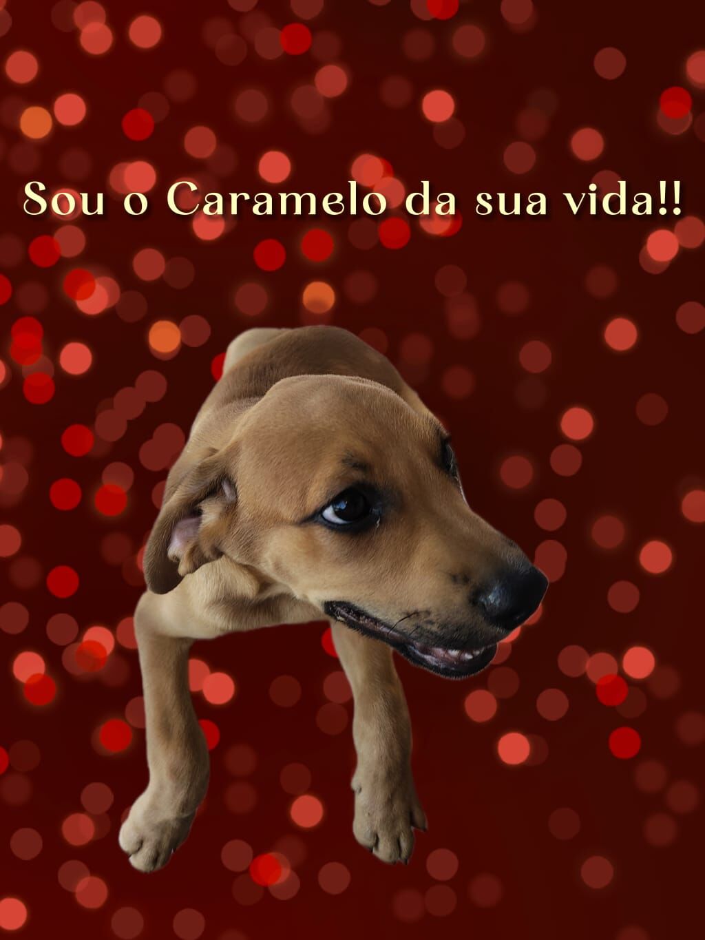 Cachorro raça SRD-ViraLata idade 2 a 6 meses nome Caramelo 