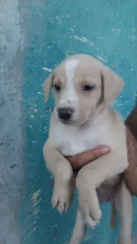Cachorro raça SRD-ViraLata idade Abaixo de 2 meses nome Luly