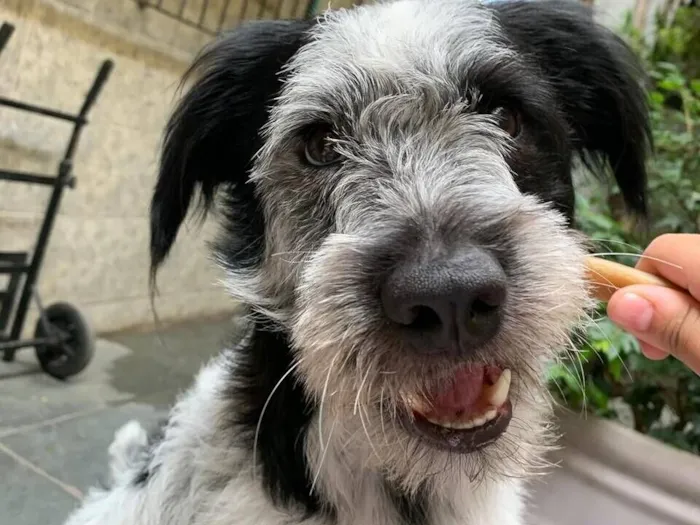 Cachorro raça SRD-ViraLata idade 2 anos nome Yuri Alberto