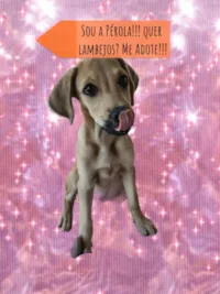 Cachorro raça SRD-ViraLata idade 2 a 6 meses nome Pérola 