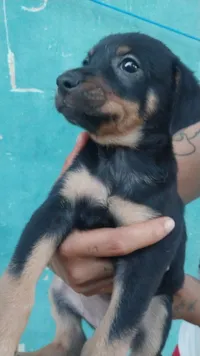 Cachorro raça SRD-ViraLata idade Abaixo de 2 meses nome Magali