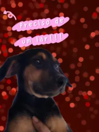 Cachorro raça SRD-ViraLata idade 2 a 6 meses nome Bala de Banana