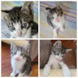 Gatinhos bebês