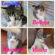 Gato raça SRD-ViraLata idade Abaixo de 2 meses nome Gatinhos bebês