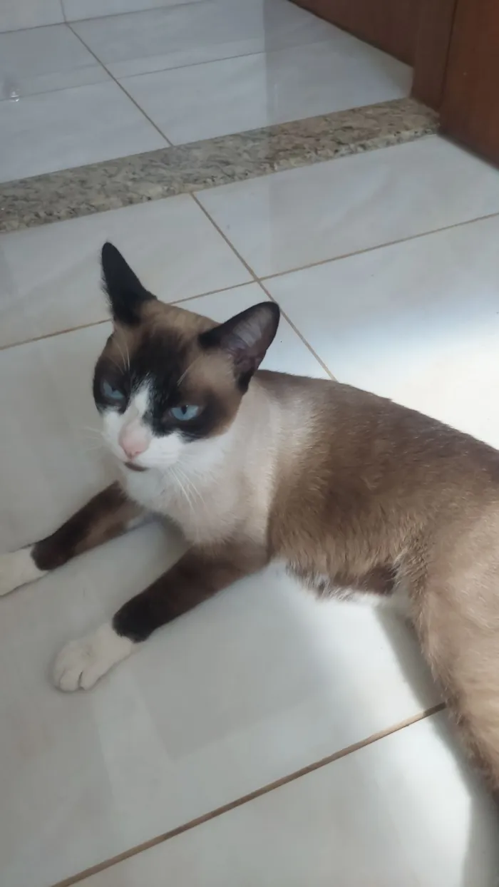 Gato raça SRD-ViraLata idade 3 anos nome A definir