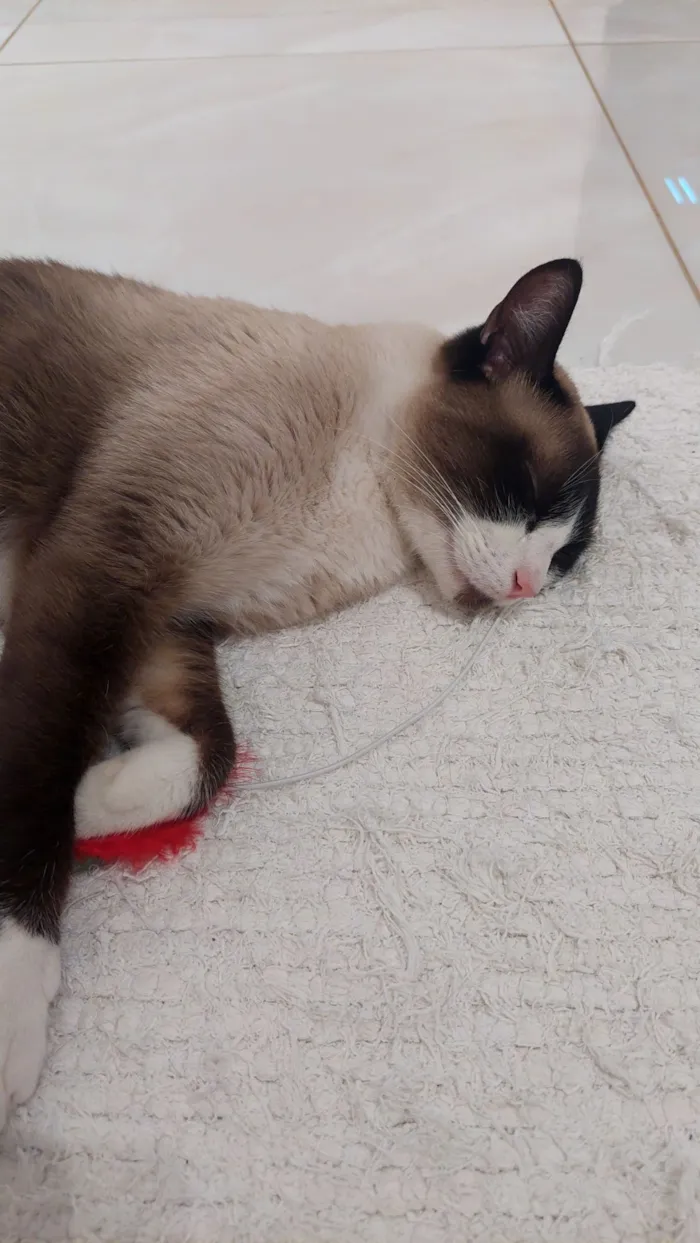 Gato raça SRD-ViraLata idade 3 anos nome A definir