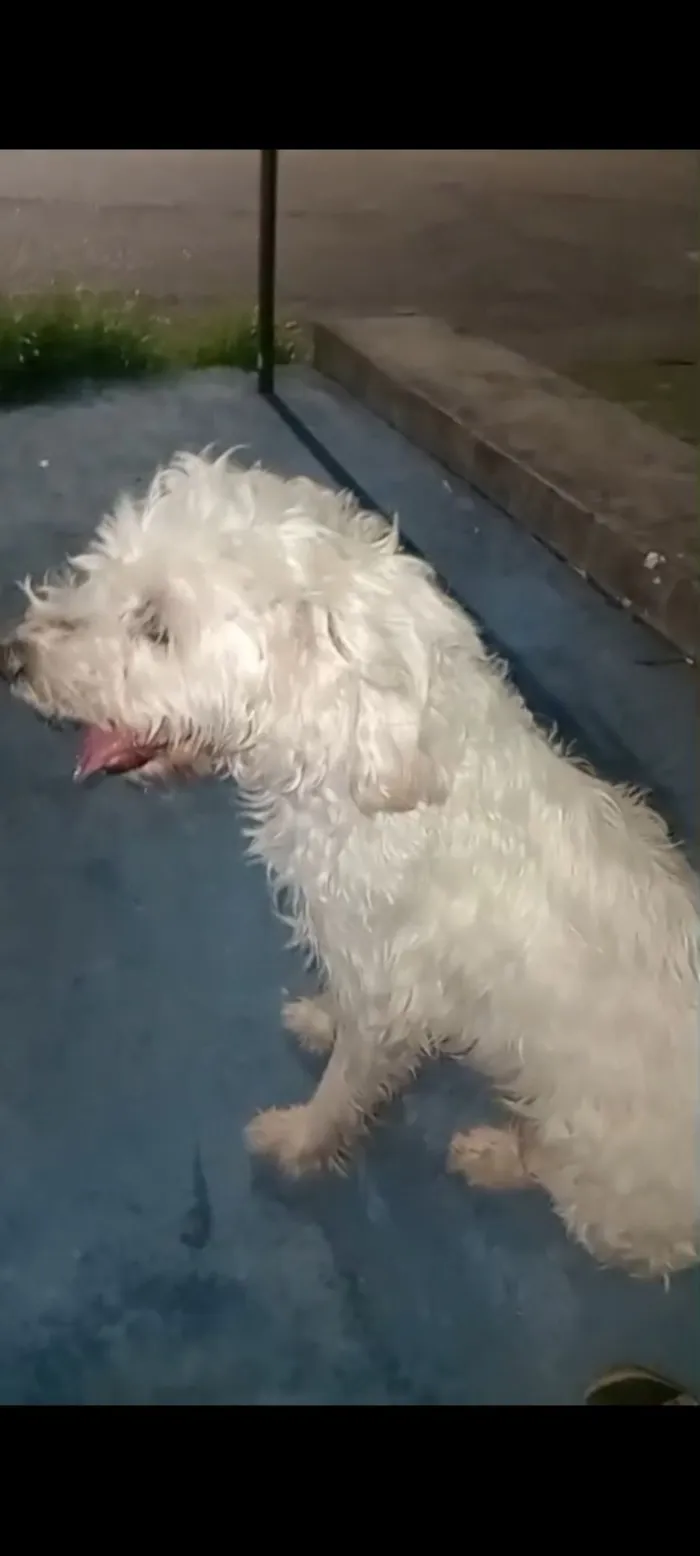 Cachorro raça Poodle idade 3 anos nome Não sabemos 