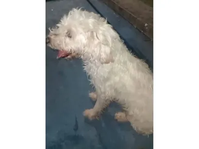 Cachorro raça Poodle idade 3 anos nome Não sabemos 