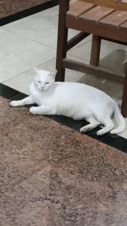 Gato raça SRD-ViraLata idade 4 anos nome Neve