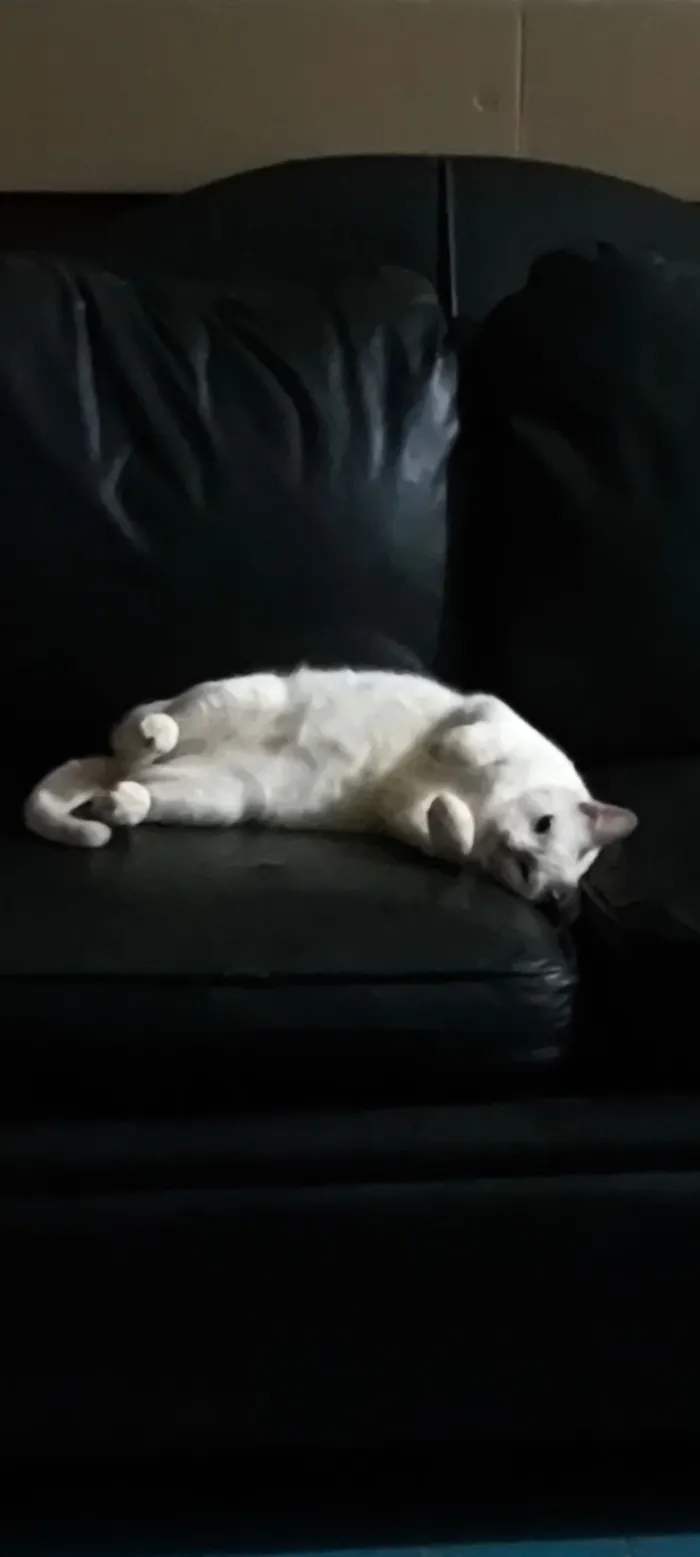 Gato raça SRD-ViraLata idade 4 anos nome Neve