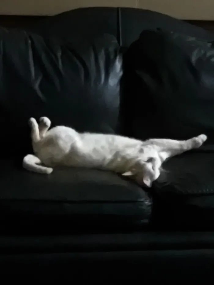 Gato raça SRD-ViraLata idade 4 anos nome Neve