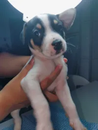 Cachorro raça SRD-ViraLata idade Abaixo de 2 meses nome Ainda sem nome