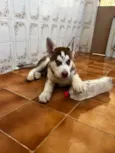 Cachorro raça Husky Siberiano idade 2 a 6 meses nome Zeus