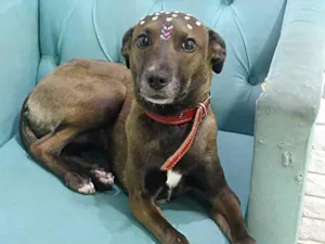 Cachorro raça SRD-ViraLata idade 2 anos nome Ritinha 