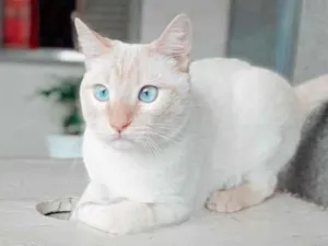 Gato raça SRD-ViraLata idade 3 anos nome Nick