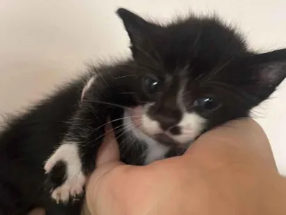 Gato raça Siamês idade 2 a 6 meses nome Mariana 