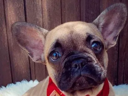 Cachorro raça Bulldog idade 2 a 6 meses nome Não possui nome ainda 