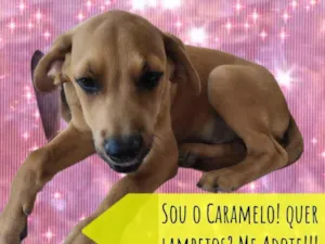 Cachorro raça SRD-ViraLata idade 2 a 6 meses nome Caramelo 