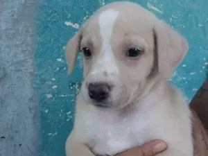 Cachorro raça SRD-ViraLata idade Abaixo de 2 meses nome Luly