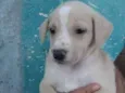 Cachorro raça SRD-ViraLata idade Abaixo de 2 meses nome Luly