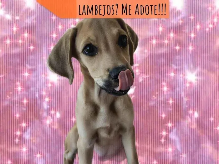 Cachorro raça SRD-ViraLata idade 2 a 6 meses nome Pérola 