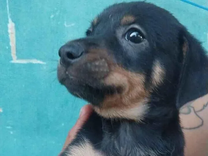 Cachorro raça SRD-ViraLata idade Abaixo de 2 meses nome Magali