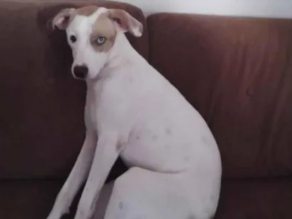 Cachorro raça SRD-ViraLata idade 2 anos nome Betovem 
