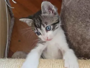 Gato raça SRD-ViraLata idade Abaixo de 2 meses nome Gatinhos bebês