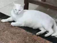 Gato raça SRD-ViraLata idade 4 anos nome Neve