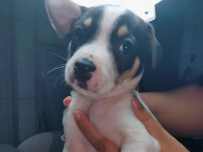 Cachorro raça SRD-ViraLata idade Abaixo de 2 meses nome Ainda sem nome