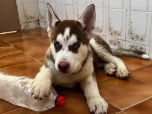 Cachorro raça Husky Siberiano idade 2 a 6 meses nome Zeus